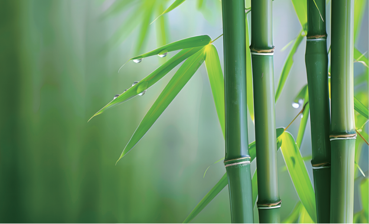 張?chǎng)卧洪L(zhǎng)發(fā)明的無(wú)機(jī)膠復(fù)合竹材料與結(jié)構(gòu)，為竹材在建筑結(jié)構(gòu)中的應(yīng)用帶來(lái)新突破